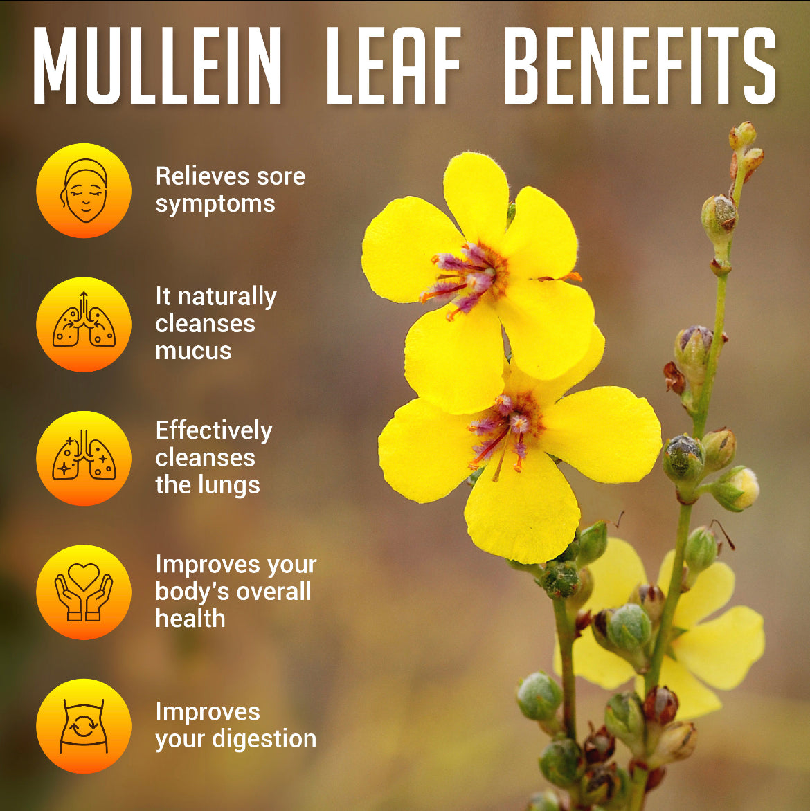 Mullein Oil